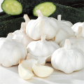 Wholesale Garlic Normal White Fresh Garlic